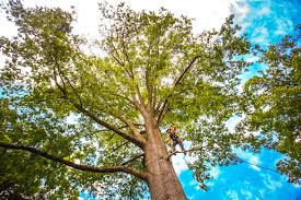 Best Tree Health Inspection  in Bolindale, OH