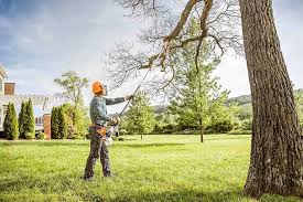 Trusted Bolindale, OH Tree Care Experts