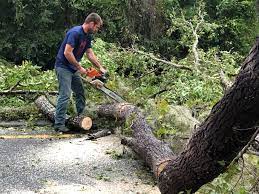 Best Hedge Trimming  in Bolindale, OH