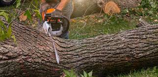 Best Tree Removal  in Bolindale, OH