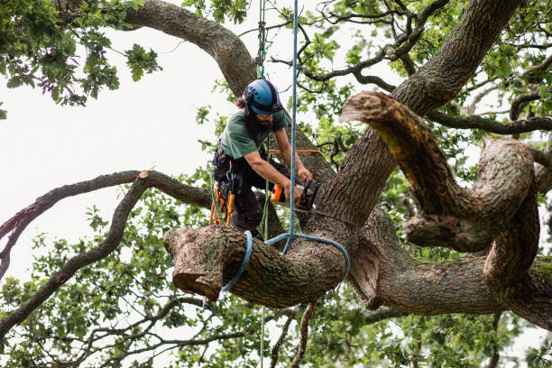 Best Root Management and Removal  in Bolindale, OH