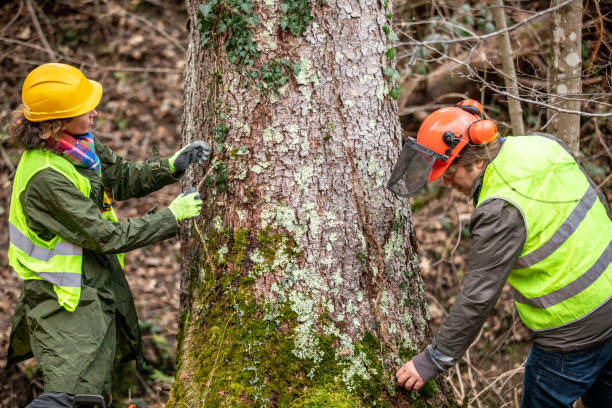 Best Seasonal Cleanup (Spring/Fall)  in Bolindale, OH