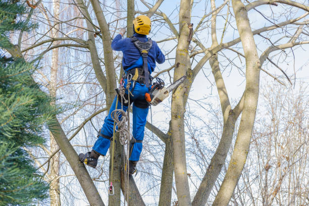 Best Hazardous Tree Removal  in Bolindale, OH