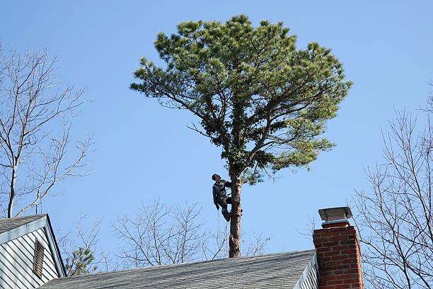 Best Arborist Consultation Services  in Bolindale, OH